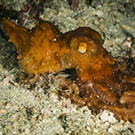 Octopus pallidus